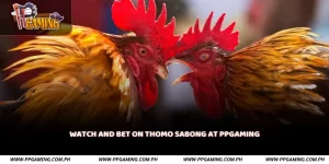Watch and Bet on Thomo Sabong at PPGAMING