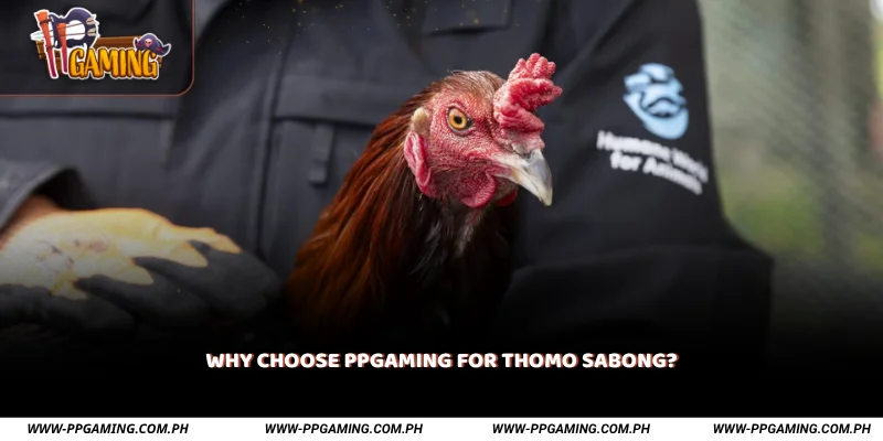 Why Choose PPGAMING for Thomo Sabong